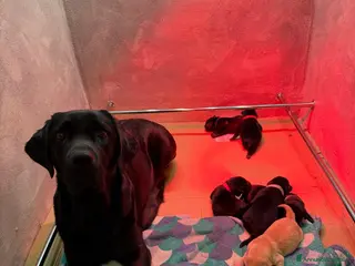 Labrador cani Cuccioli di Labrador - Annuncio 3