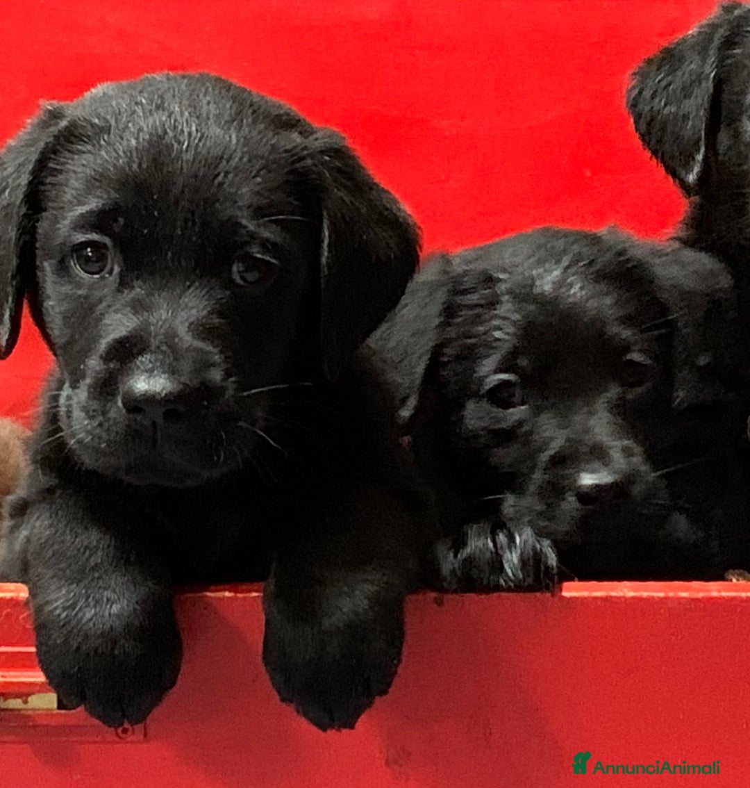 Labrador cani in vendita: Cuccioli Labrador con Pedigree Enci - Annuncio 4
