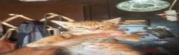 Meticcio gatti in regalo: Rudy dolce gattino rosso 2 mesi cerca casa - Annuncio 2