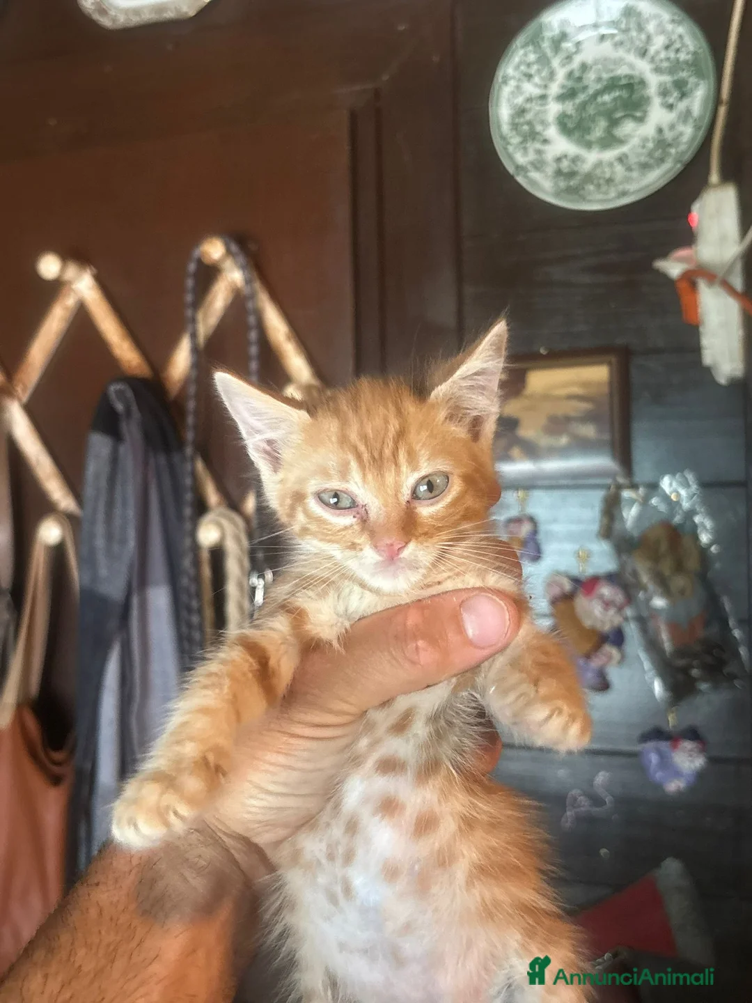 Meticcio gatti in regalo: Rudy dolce gattino rosso 2 mesi cerca casa - Annuncio 2