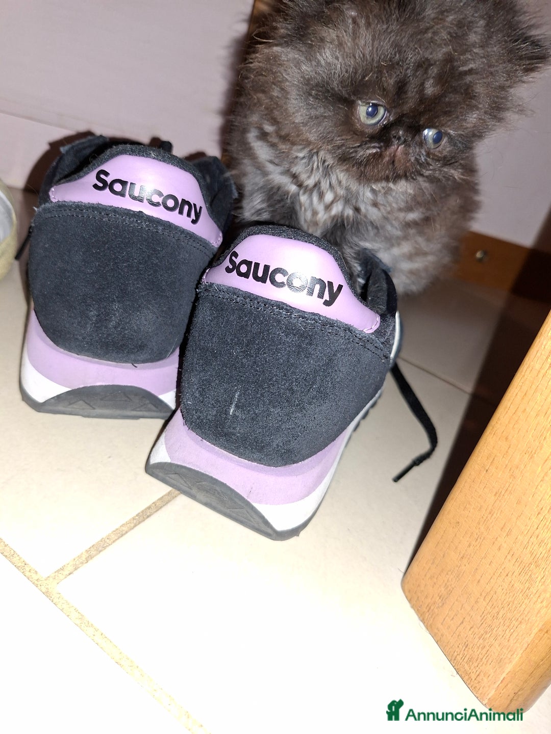 Persiano gatti in vendita: Cuccioli persiano a Provincia di Reggio Emilia - Immagine 4