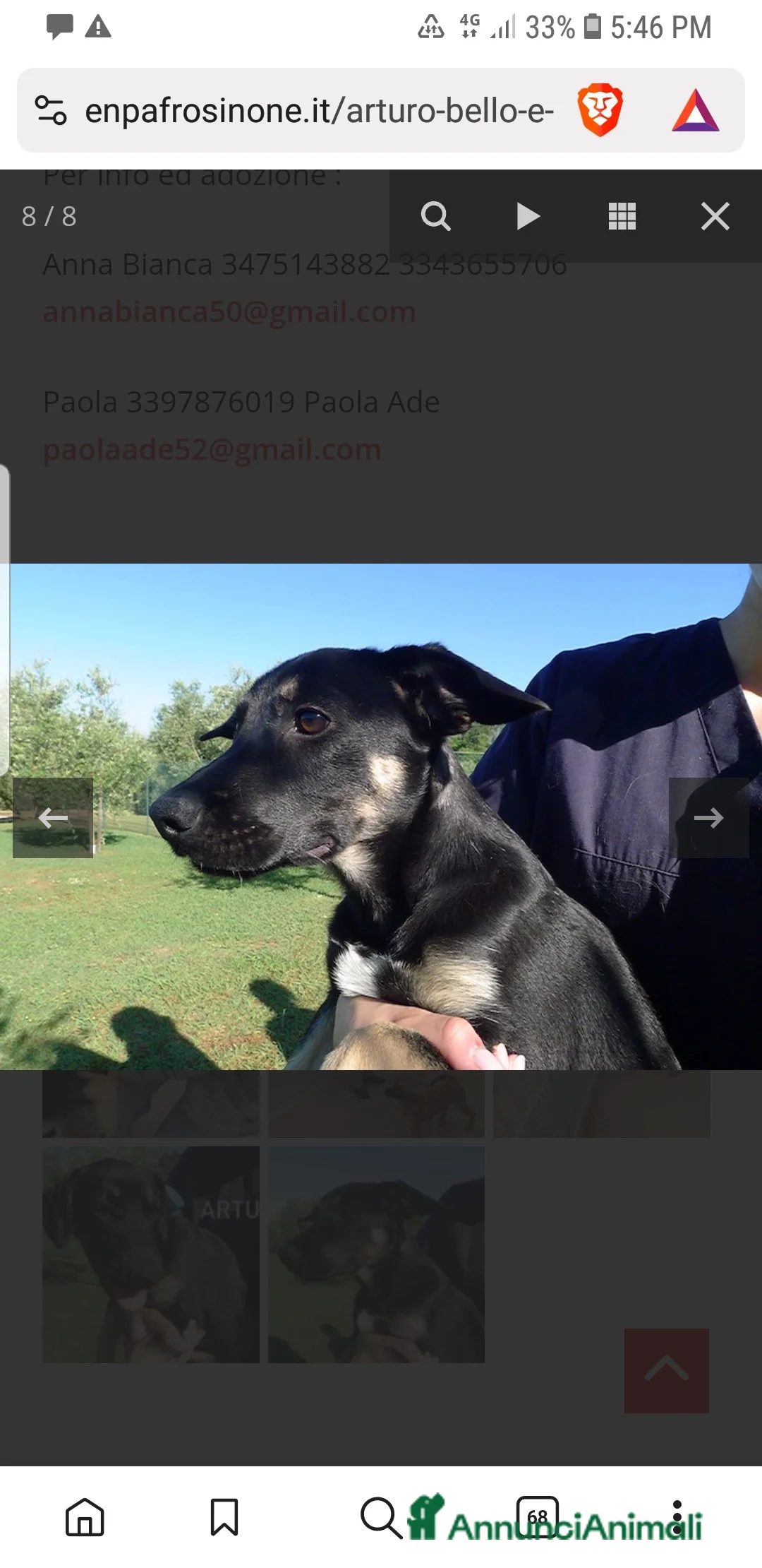 Meticcio cani in regalo: ADOZ.DEL CUORE: bello,socievole, abbandonato 1mese - Annuncio 6