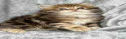 Siberiano gatti in vendita: Gattini disponibili da settembre - Annuncio 4