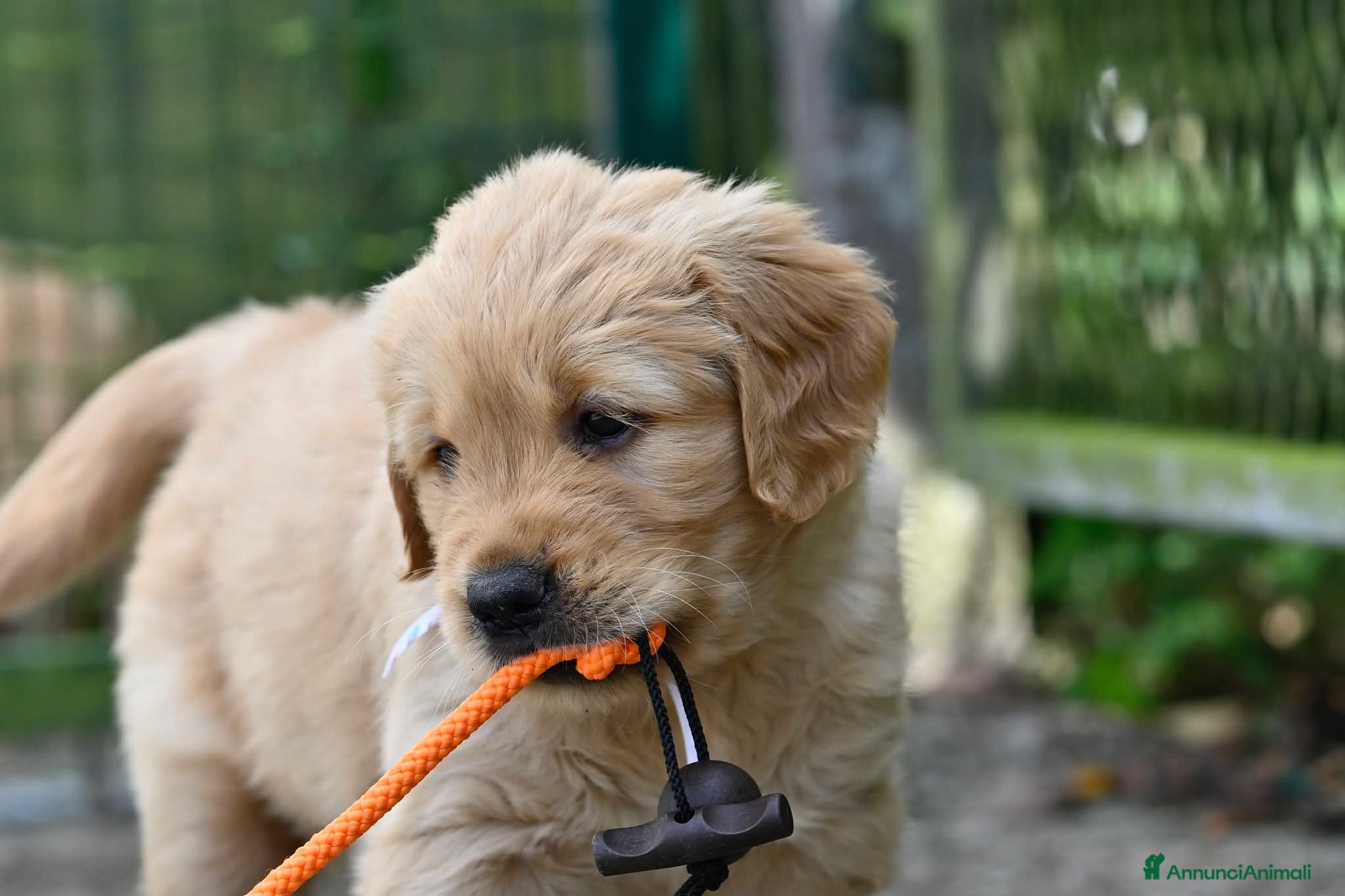 Golden Retriever cani Allevamento professionale  cucciolata inglese - Annuncio 1