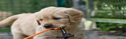 Golden Retriever cani in vendita: Allevamento professionale  cucciolata inglese - Annuncio 13