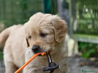 Golden Retriever cani Allevamento professionale cucciolata inglese - Annuncio 1
