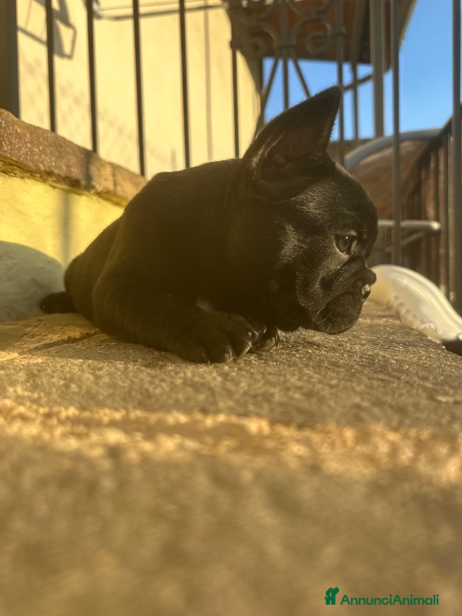 Bulldog Francese cani bulldog francese  - Annuncio 2