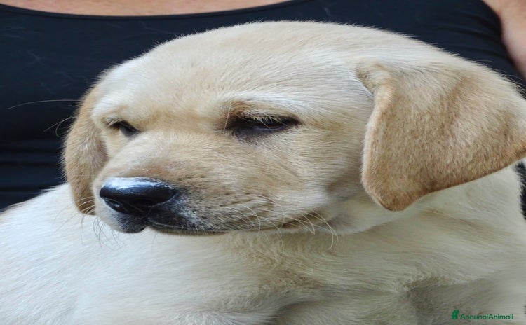Labrador cani a Provincia di Prato - Annuncio 5