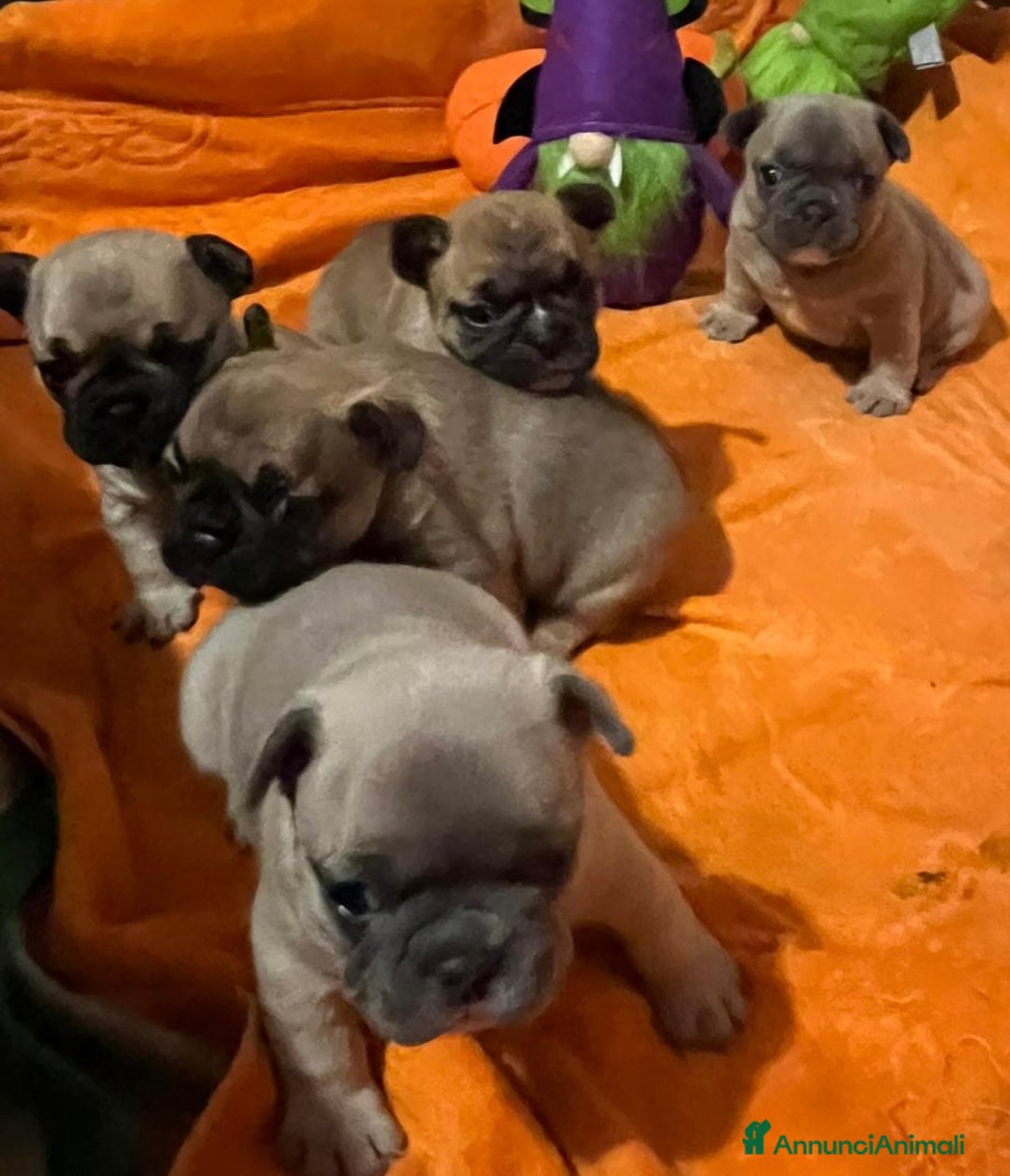 Bulldog Francese cani in vendita: Cuccioli di bulldog francese  - Annuncio 14