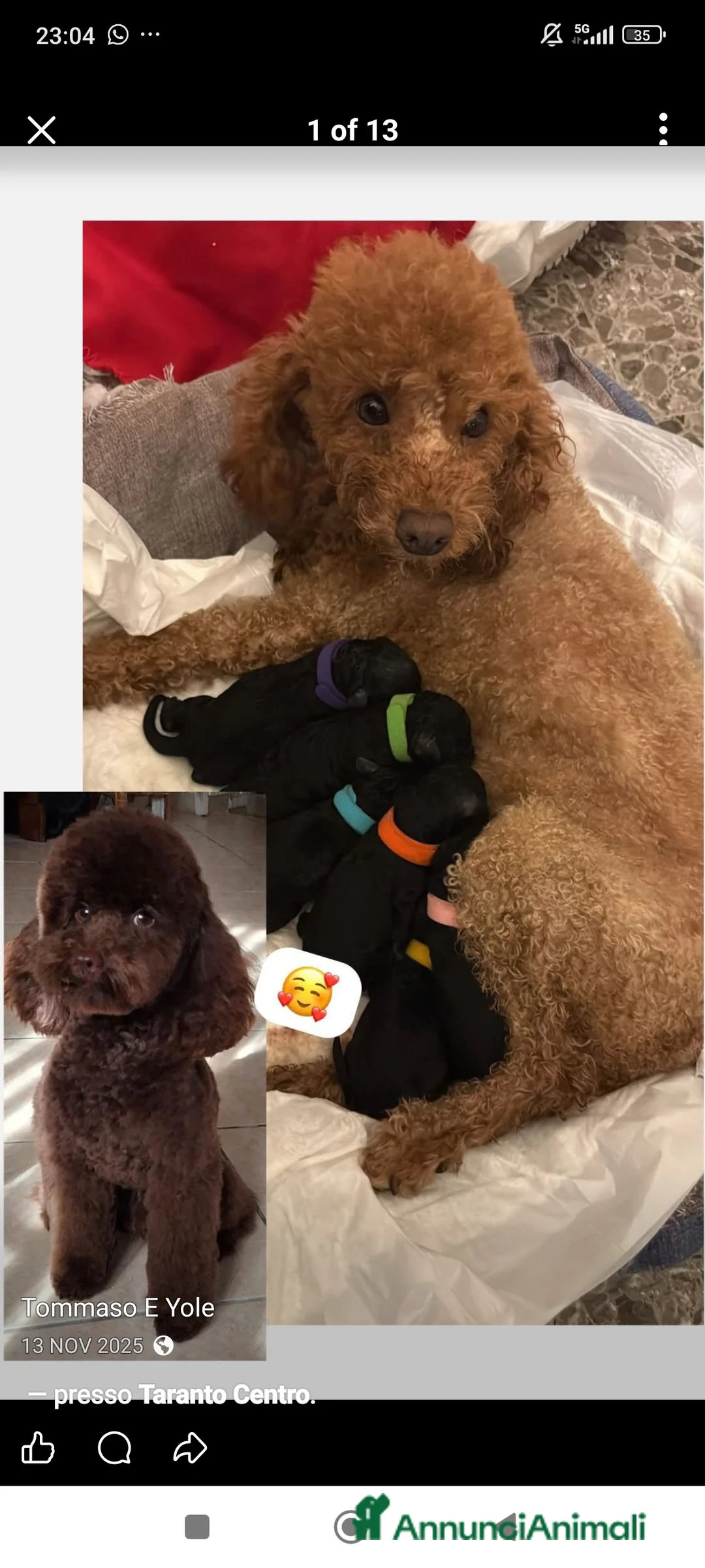 Barboncino Toy cani in vendita: Vendita barboncino  - Annuncio 4