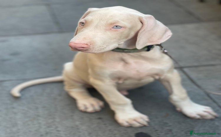 Dobermann cani a Provincia di Brescia - Annuncio 3