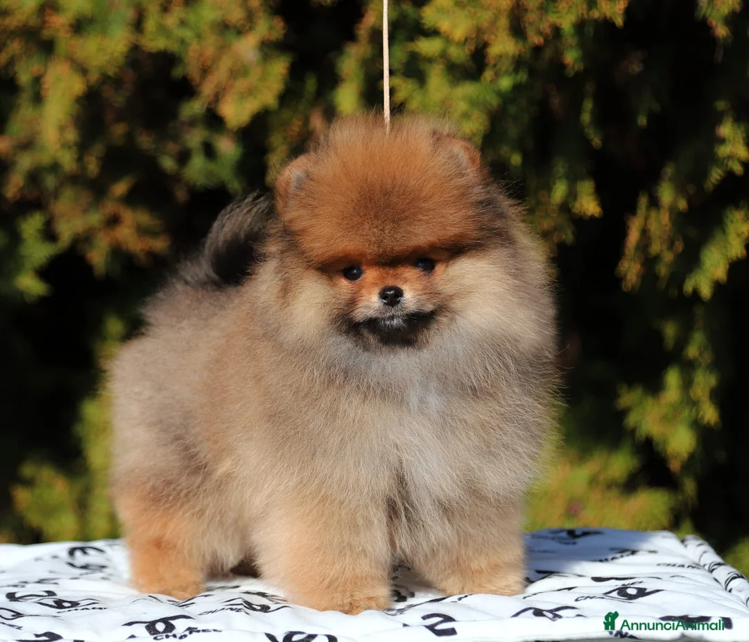 Spitz cani in vendita: Spitz Nano Maschio Arancio  - Annuncio 2