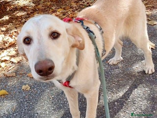 Meticcio cani Dolce cucciola color miele 5 mesi tg media - Annuncio 7