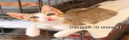 Altre razze gatti in regalo: SERVONO ADOZIONI X SALVARLI a Provincia di Modena - Annuncio 7