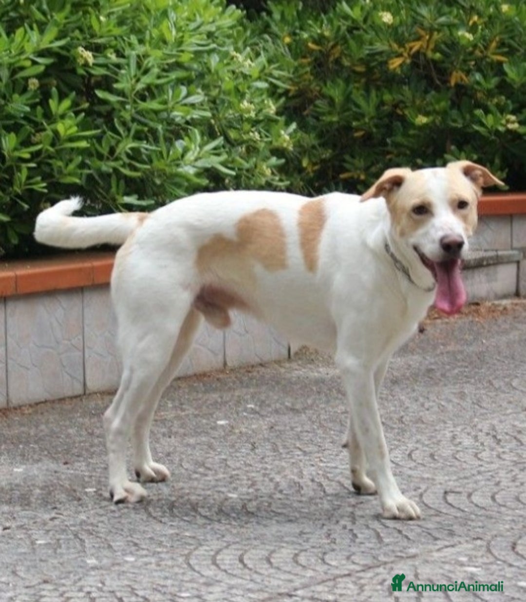 Meticcio cani in regalo: Toby splendido 5anni salito 6mesi fa.PAVIA a Città Metropolitana di Milano - Annuncio 6