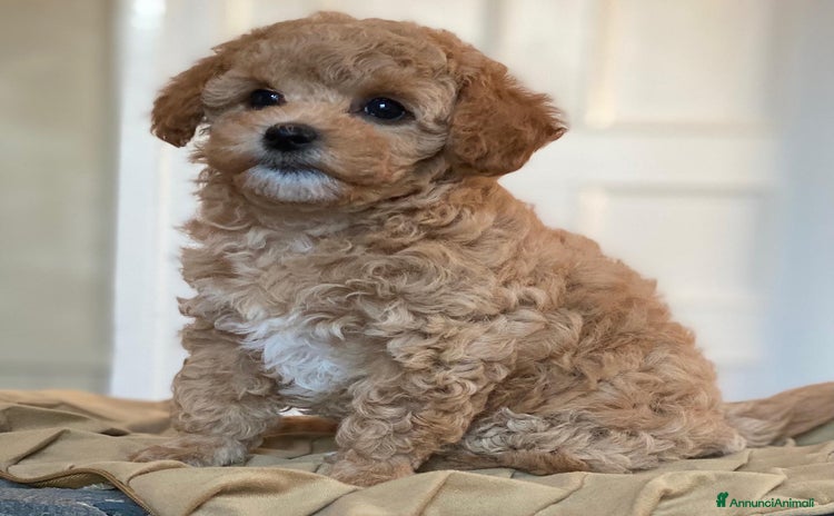 Barboncino Toy cani a Città Metropolitana di Napoli - Annuncio 1