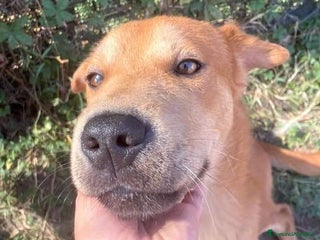 Meticcio cani LARS cucciolo mix sharpei a Provincia di Latina - Annuncio 39