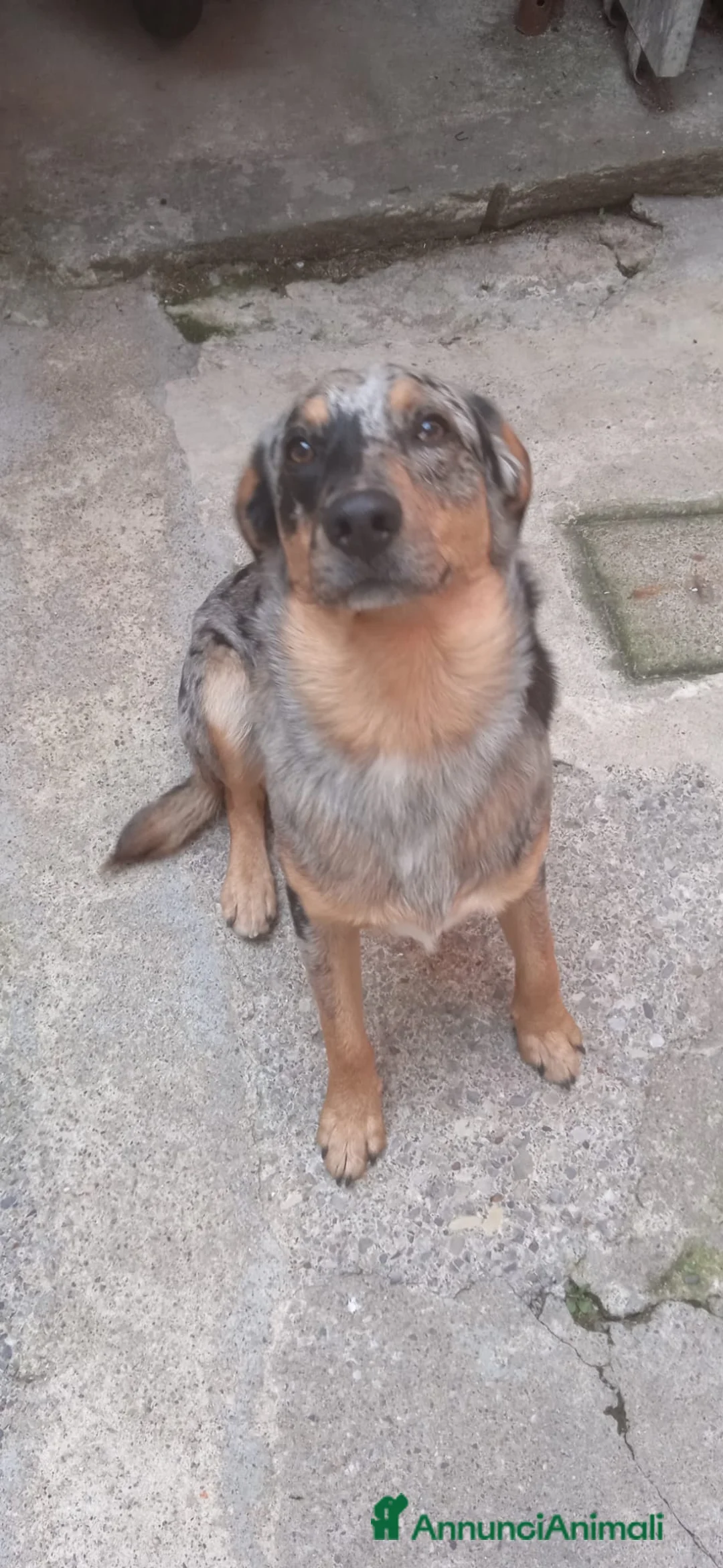 Australian Shepherd cani in regalo: Regalo affettuoso pastore di nome Rhuu - Annuncio 4