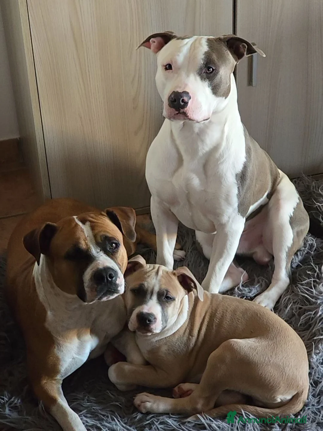 American Staffordshire cani in vendita: Cuccioli Amstaff - Annuncio 18