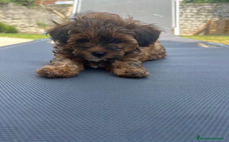 Meticcio cani a Provincia di Pordenone - Annuncio 3