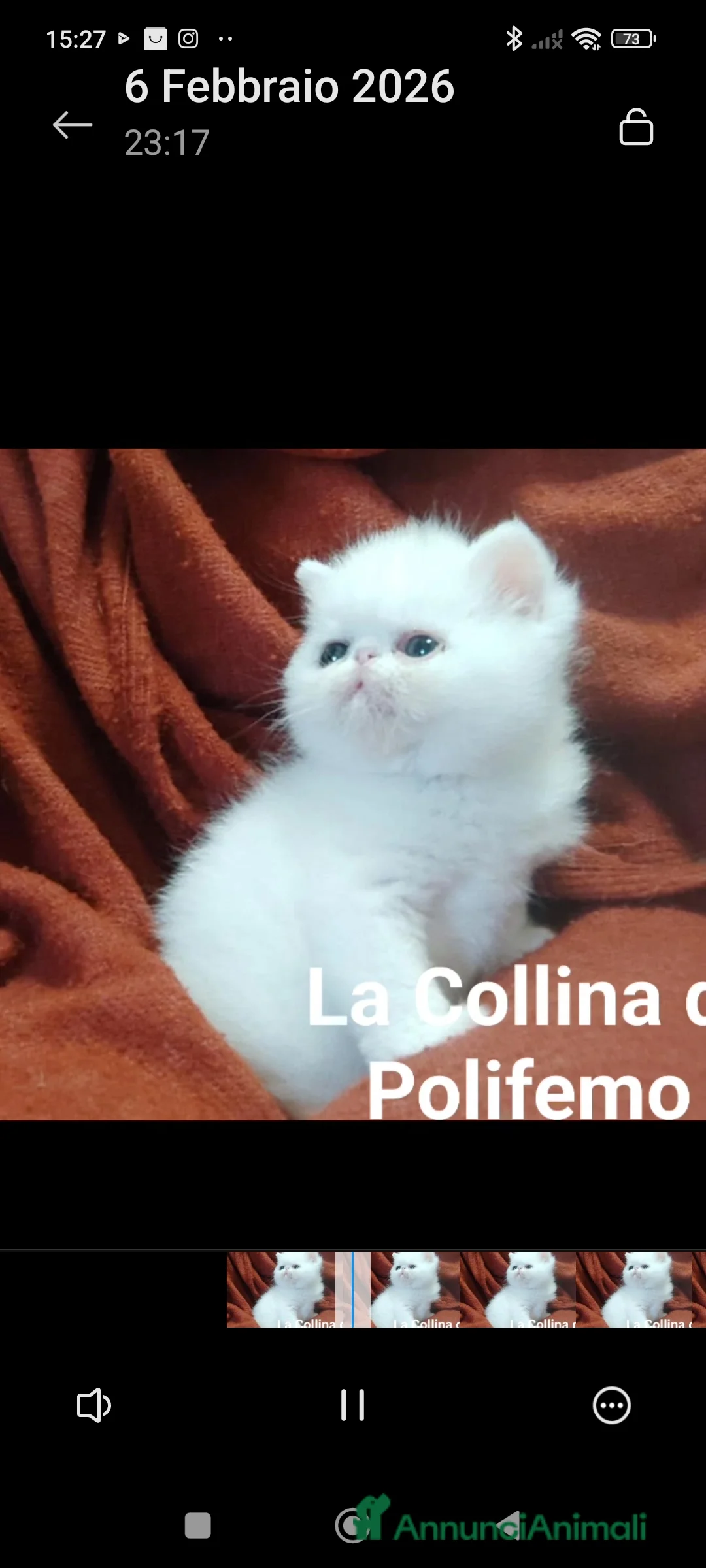 Exotic Shorthair gatti in vendita: Exotic short hair/persiano bianco - Annuncio 1