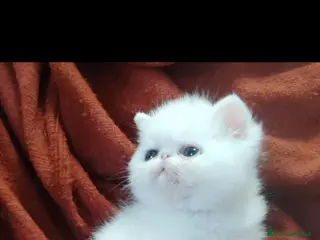 Exotic Shorthair gatti Exotic short hair/persiano bianco - Annuncio 1