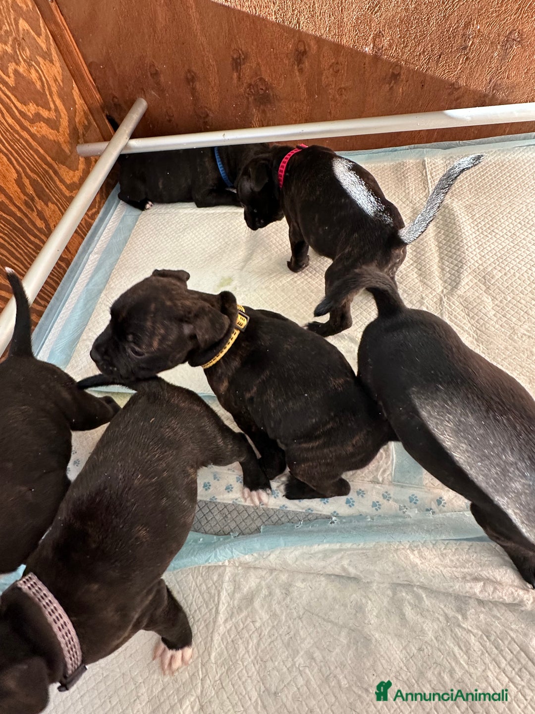 Staffordshire cani in vendita: Staffordshire Bull Terrier (Staffy) - Annuncio 3