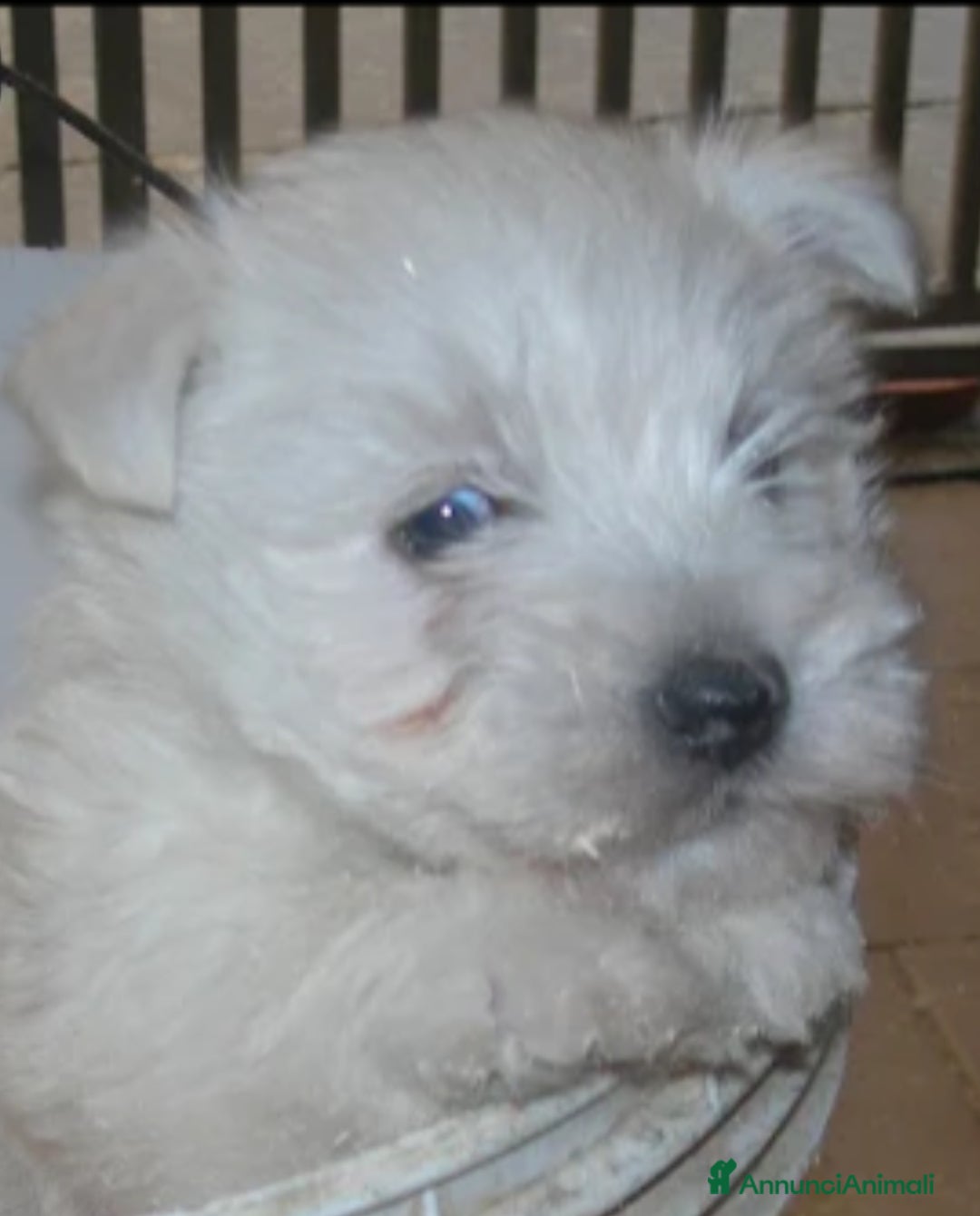 West Highland cani in vendita: West Highland  - Annuncio 5