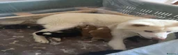Akita Inu cani in vendita: Cuccioli Akita a Città metropolitana di Roma Capitale - Annuncio 1