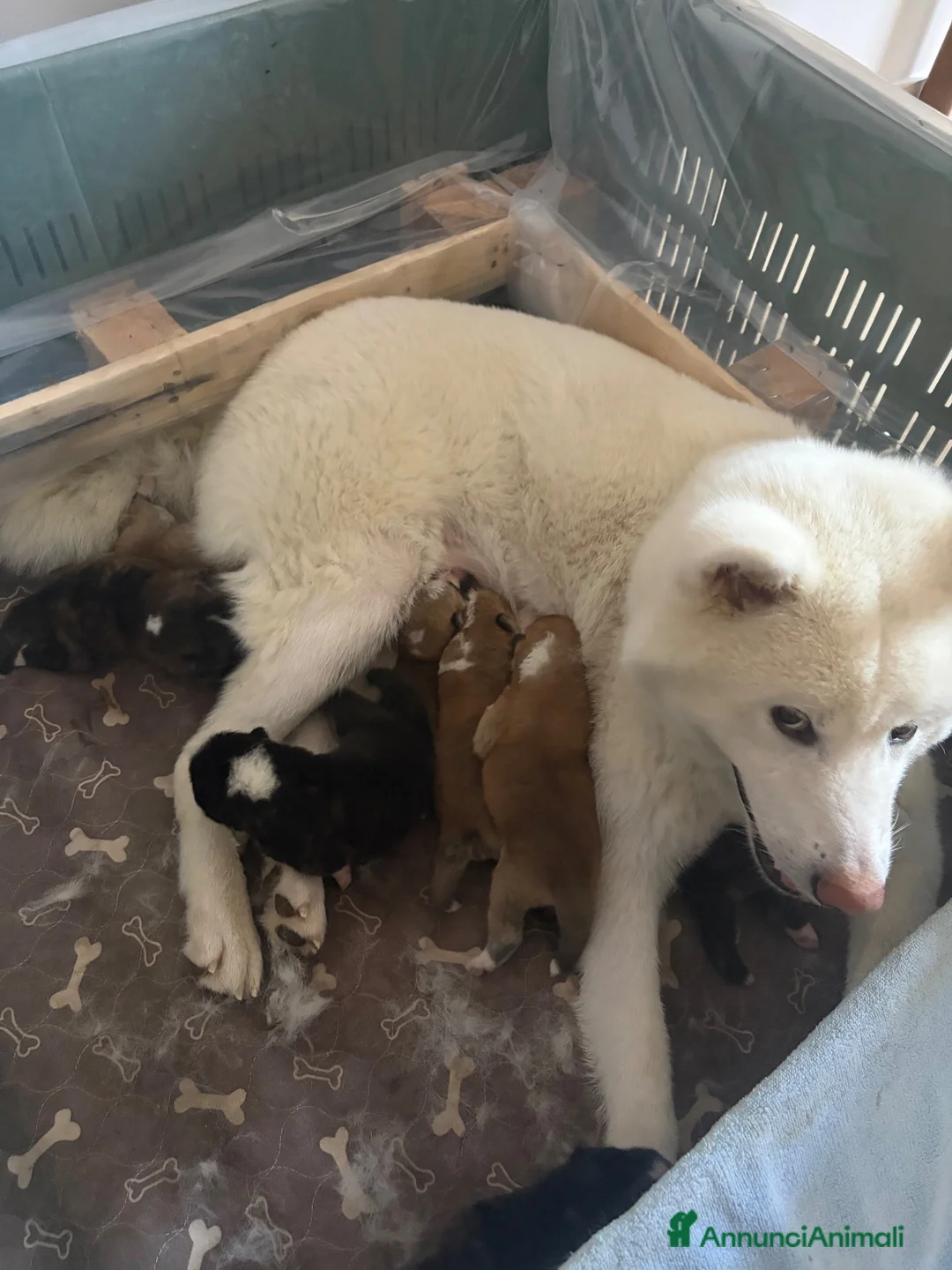 Akita Inu cani in vendita: Cuccioli Akita a Città metropolitana di Roma Capitale - Annuncio 1