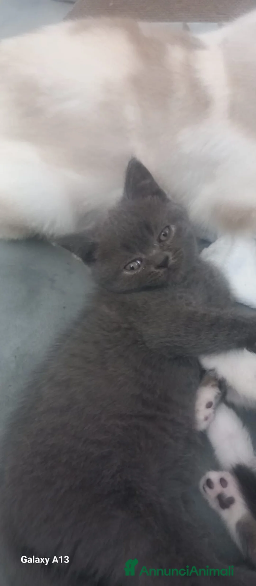 British gatti in vendita: british shorthair - Annuncio 4