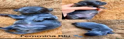 Chihuahua cani in vendita: Chihuahua pelo lungo lilac e blu - Annuncio 3