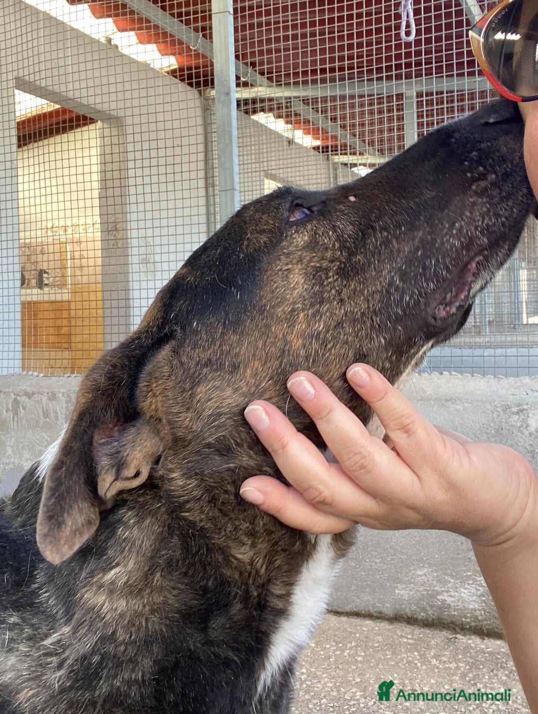Meticcio cani in regalo: Bully derivato bull terrier in adozione Latina - Annuncio 3