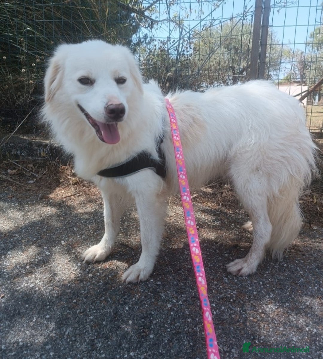 Meticcio cani in regalo: Fratello/sorella 4anni belli e buoni,CALABRIA HELP a Città metropolitana di Milano - Annuncio 5