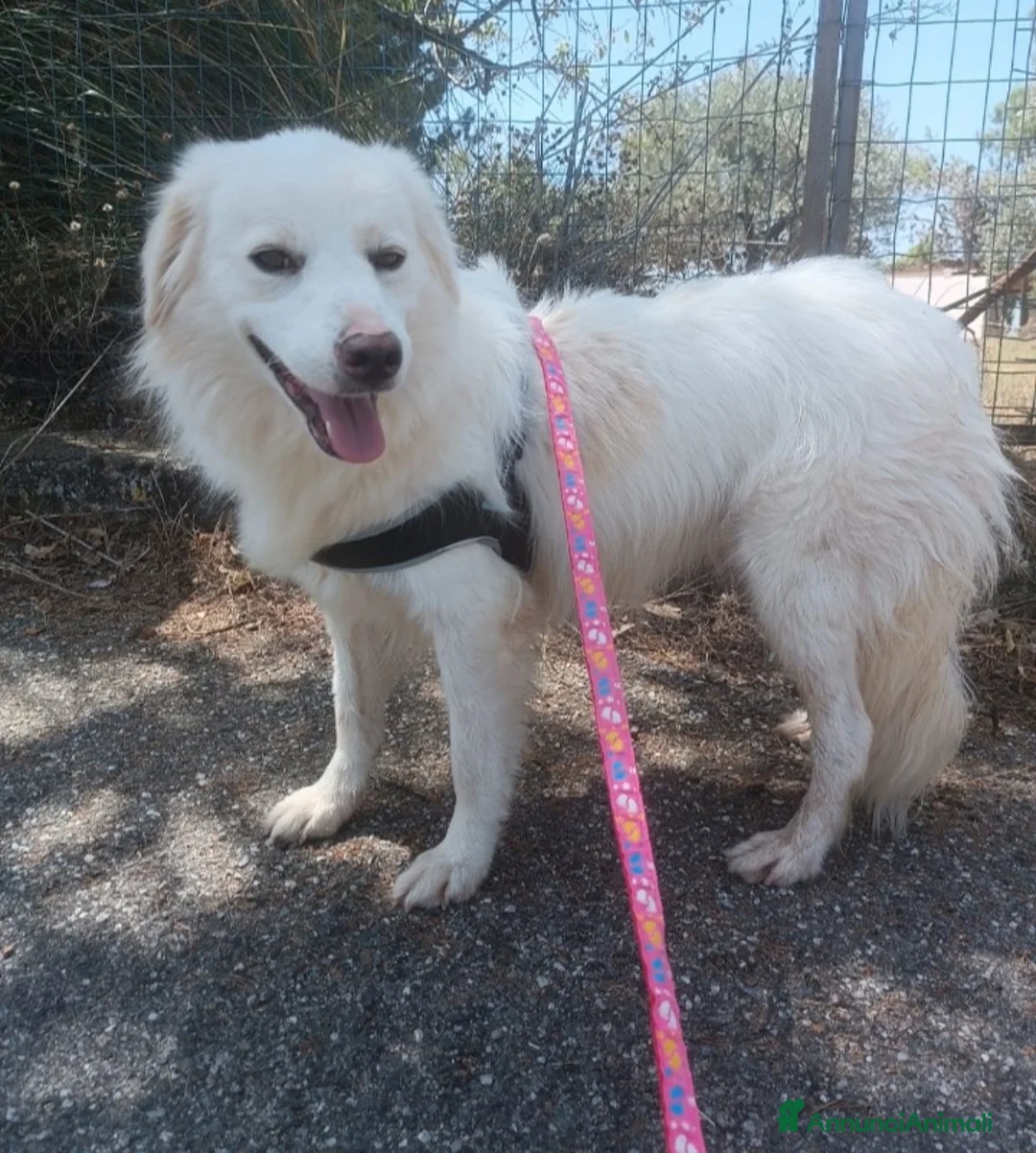 Meticcio cani in regalo: Fratello/sorella 4anni belli e buoni,CALABRIA HELP a Città metropolitana di Milano - Annuncio 5