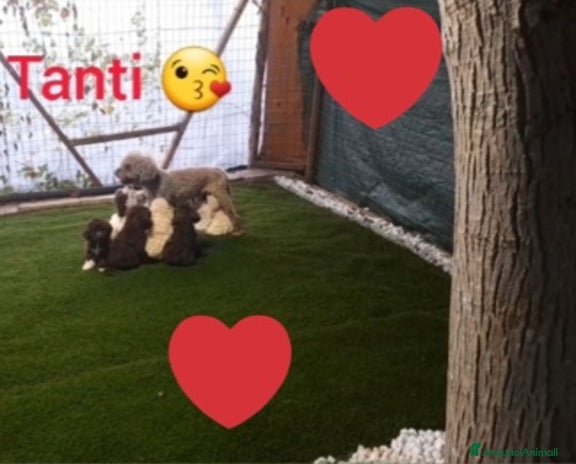 Lagotto cani a Città metropolitana di Roma Capitale - Annuncio 3
