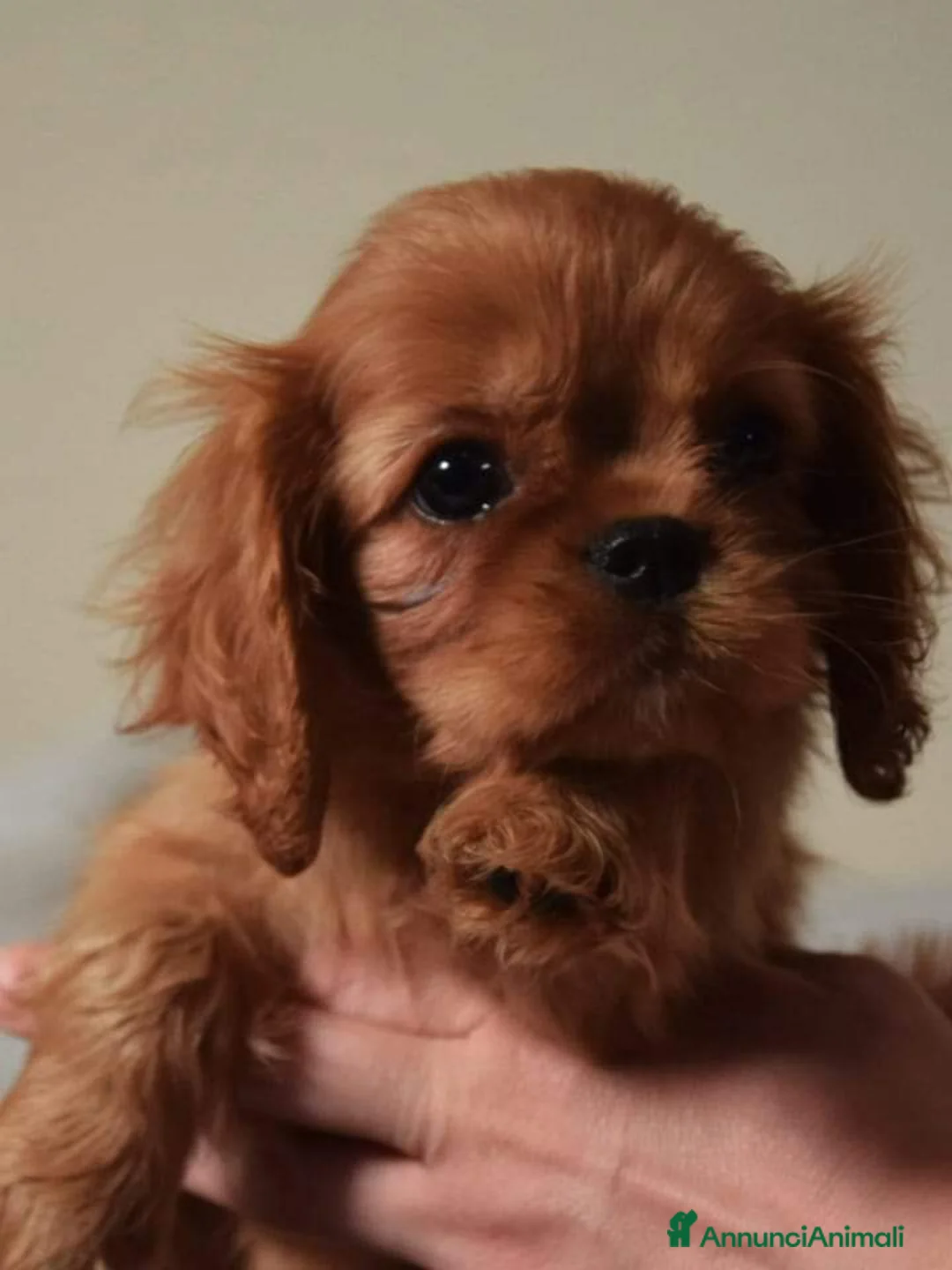 Immagine della galleria {{count}}