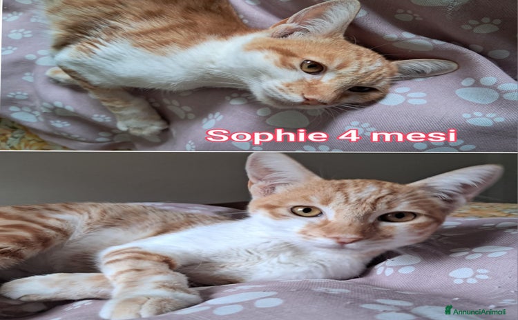 Europeo gatti - Annuncio 15