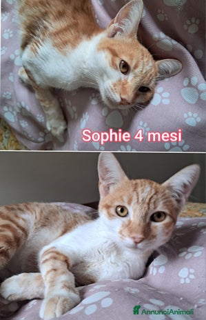 Europeo gatti - Annuncio 10