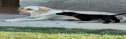 Labrador cani in vendita: Splendidi maschietti di Labrador neri  - Annuncio 3