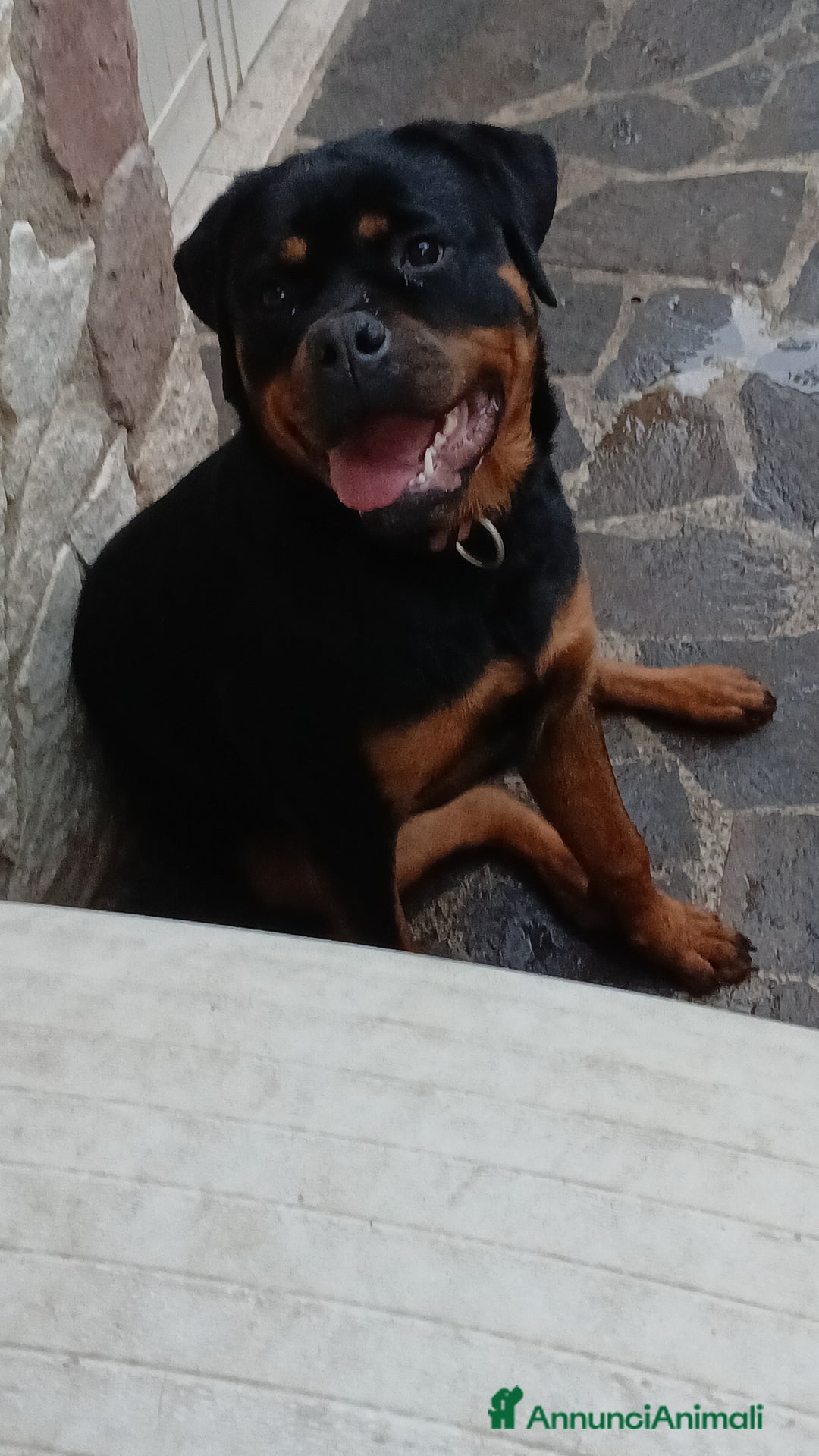 Rottweiler cani in vendita: Splendida Rottweiler femmina di 9 mesi. - Annuncio 1