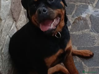 Rottweiler cani Splendida Rottweiler femmina di 9 mesi. - Annuncio 9