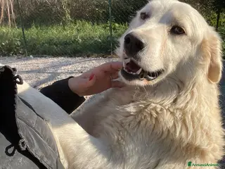 Meticcio cani MORBIDO BELLO E DOLCE : ADOTTAMI - Annuncio 38