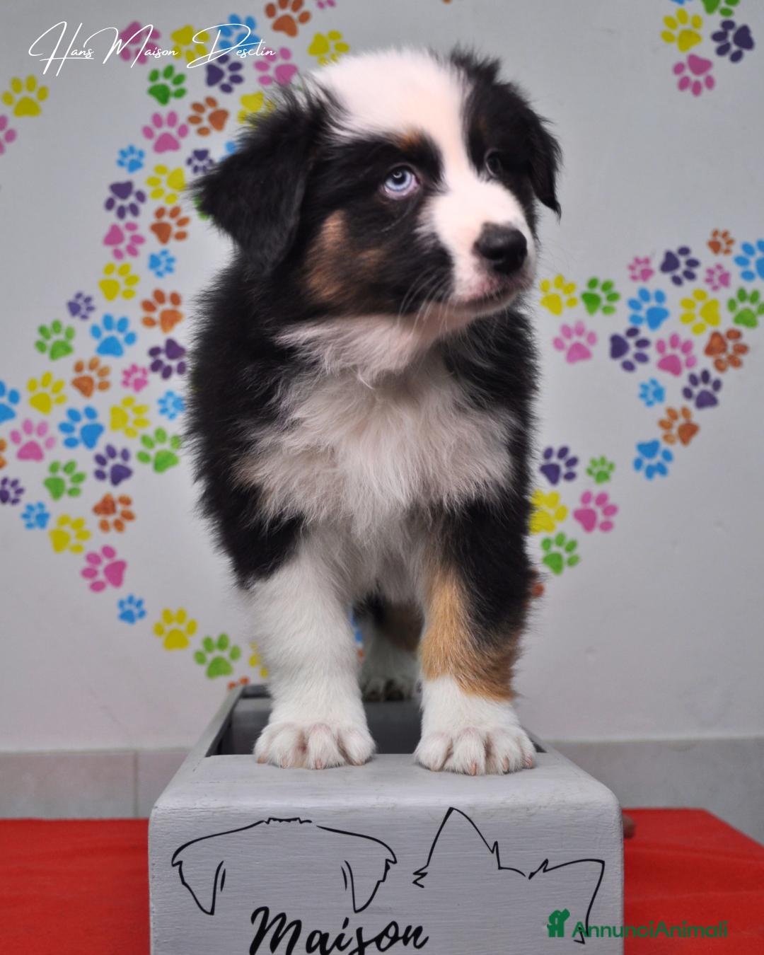 Australian Shepherd cani in vendita: Cuccioli pastore australiano  - Annuncio 7