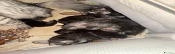 Maine Coon gatti in vendita: Dolcissimi cuccioli di Maine coon  - Annuncio 6