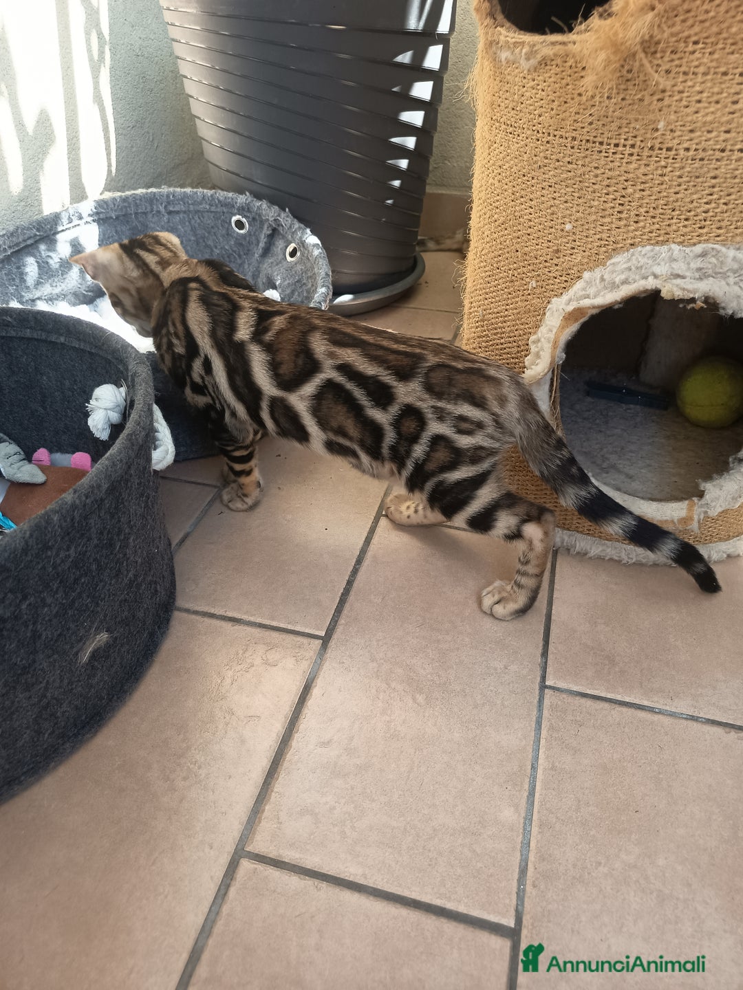 Bengala gatti in vendita: Brown Spotted  a Città metropolitana di Milano - Immagine 11