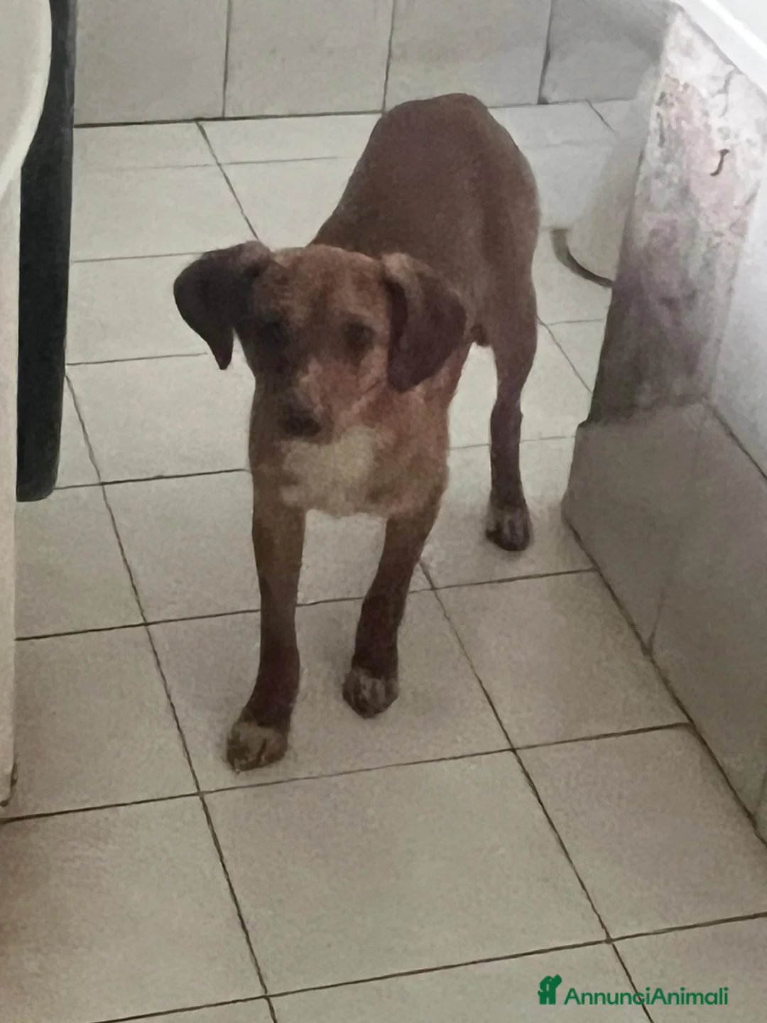 Meticcio cani in regalo: CUCCIOLO tg MP - Annuncio 2