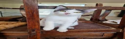 Europeo gatti in regalo: Gattino maschio 4 mesi buonissimo  - Annuncio 1