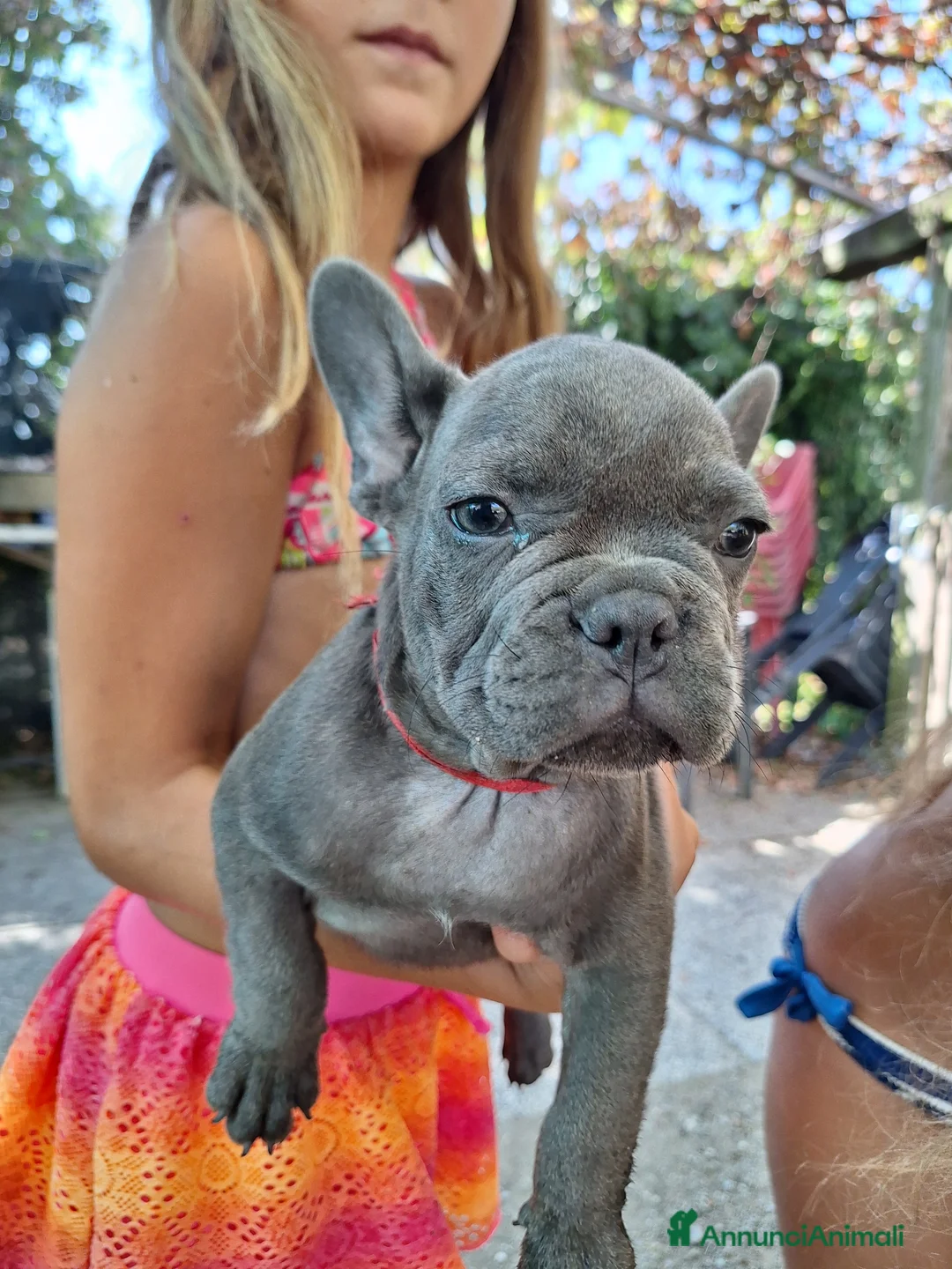 Bulldog Francese cani in vendita: Cuccioli buldog francese blu a Provincia di Trieste - Annuncio 2