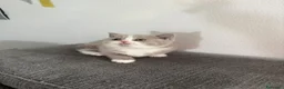 British gatti in vendita: British Shorthair  - Annuncio 7